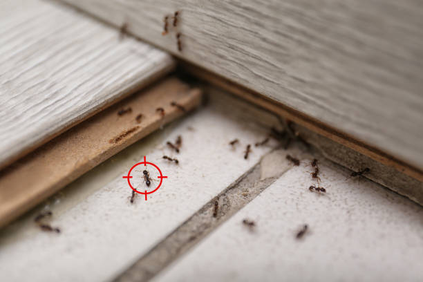 Best Affordable Pest Control Services  in Corry, PA