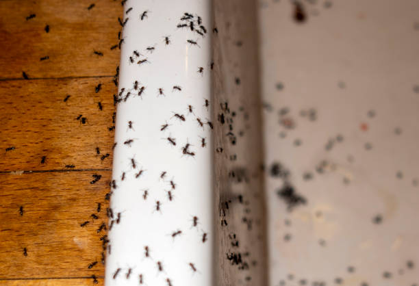Best Cockroach Control Services  in Corry, PA