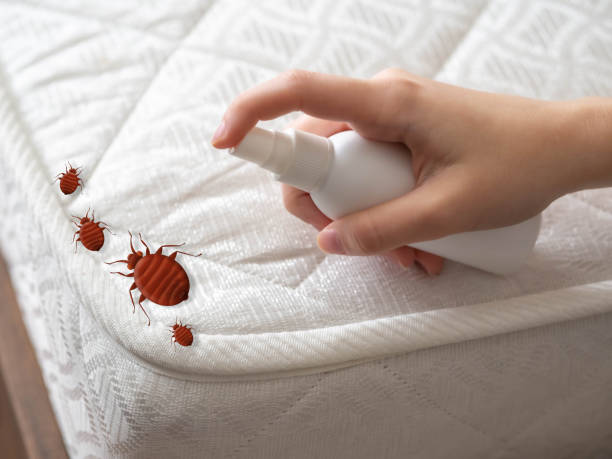 Best Emergency Pest Control  in Corry, PA