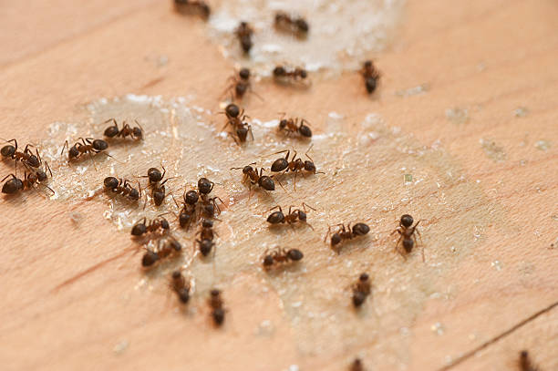  Corry, PA Pest Control Pros